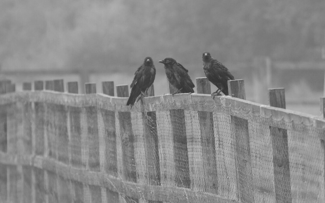 The crows our neighbours feed are bombarding us with poo